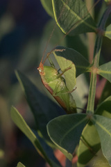 Conocephalus conocephalus