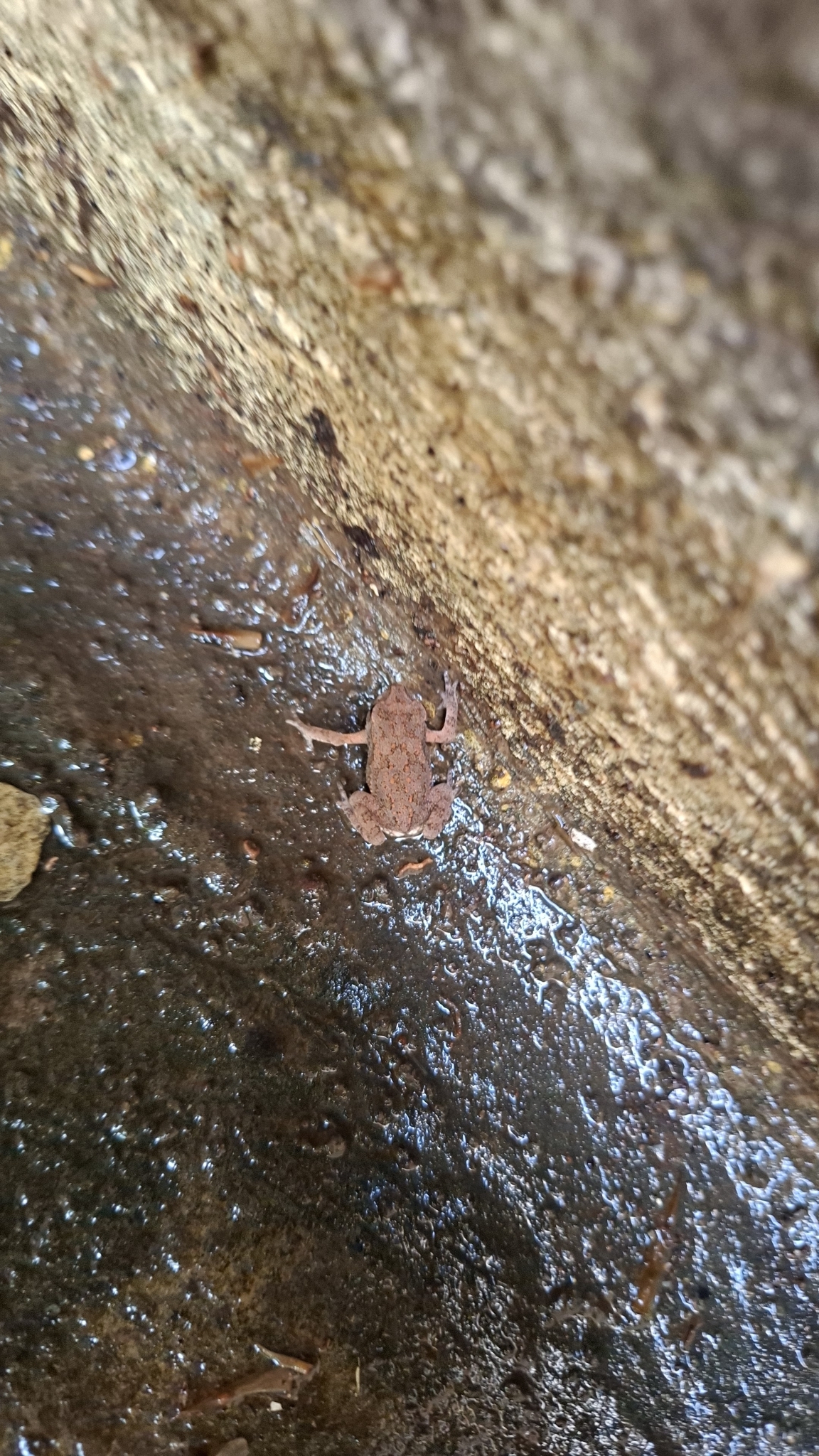 Indian Common True Toad