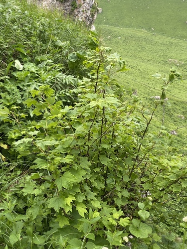 Ribes biebersteinii, photograph 4