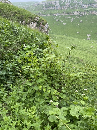 Ribes biebersteinii, photograph 5