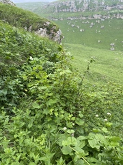 Ribes biebersteinii, photograph (c) Илья Руденко, some rights reserved (CC BY)