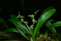 Liparis laurisilvatica