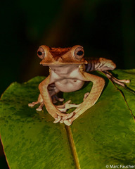 Polypedates otilophus