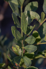 Conocephalus conocephalus