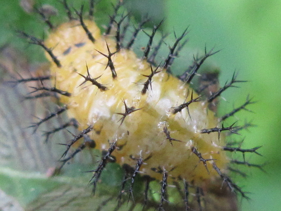 Twenty-eight spotted lady beetle