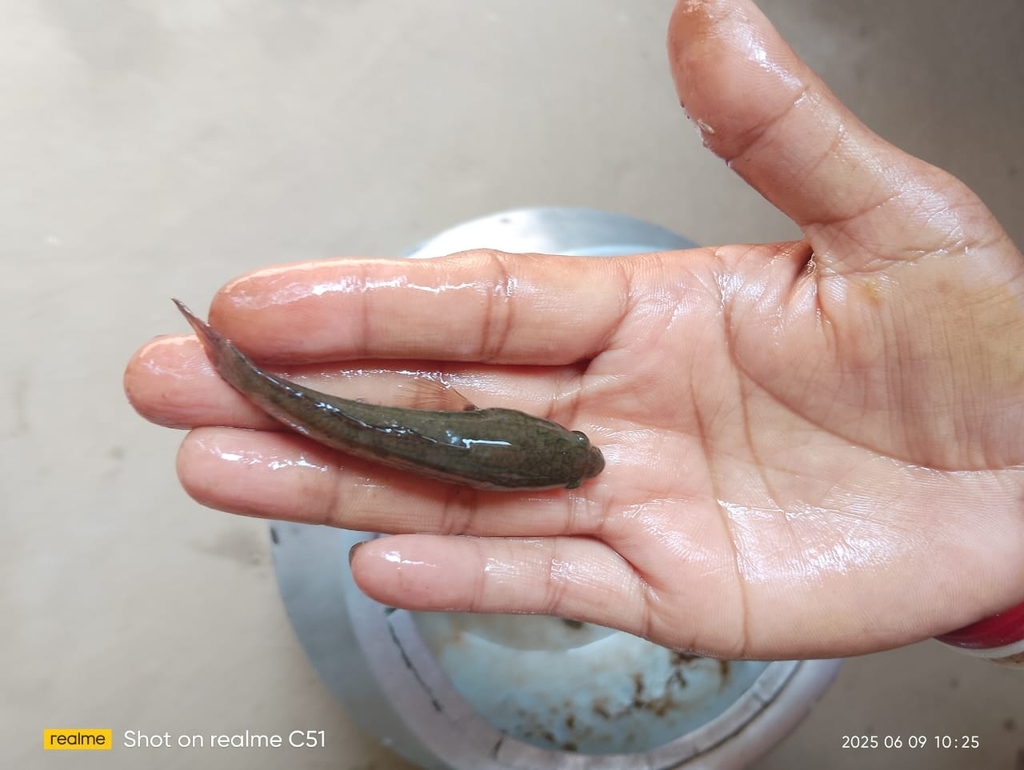 Spotted snakehead (Channa punctata) — Channidae