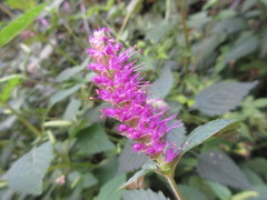 Elsholtzia splendens