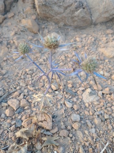 Eryngium tricuspidatum, photograph 6