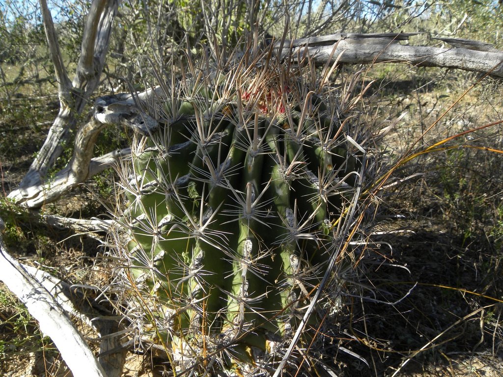 Ferocactus santa-maria