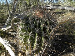 Ferocactus santa-maria