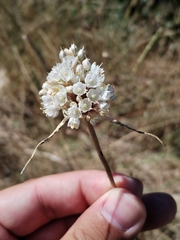 Allium pallens, photograph (c) Dino Babić, some rights reserved (CC BY)