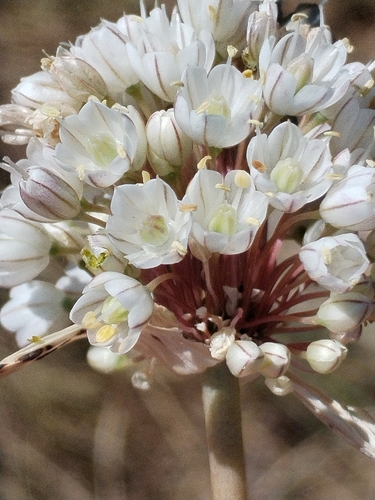 Allium pallens, photograph 5