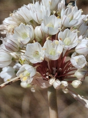 Allium pallens, photograph (c) Dino Babić, some rights reserved (CC BY)