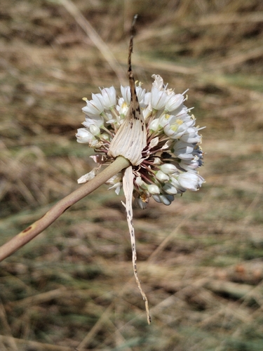 Allium pallens, photograph 6