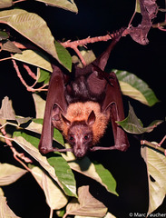 Pteropus vampyrus
