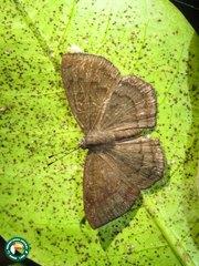 Voltinia phryxe