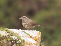 Red-Fronted Rosefinch photo 5