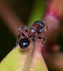 Dilobocondyla fouqueti