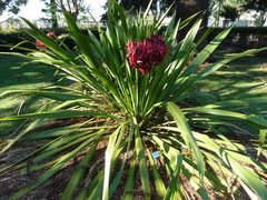 Doryanthes palmeri