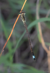 Ischnura elegans