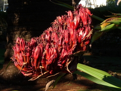 Doryanthes palmeri