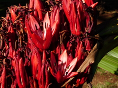 Doryanthes palmeri