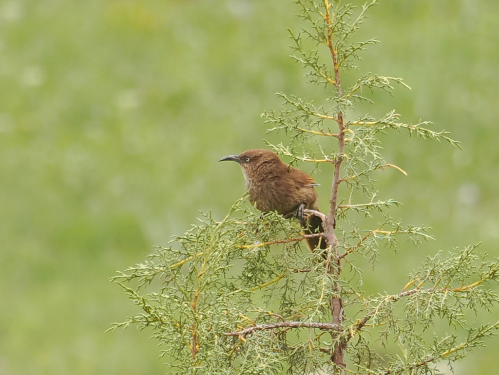 Tibetan Babax