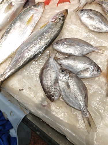 Pacific rudderfish (Psenopsis anomala) — Centrolophidae