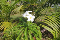 Plumeria pudica