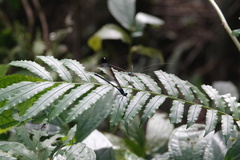 Psolodesmus mandarinus dorothea