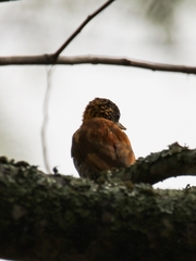 Picumnus olivaceus