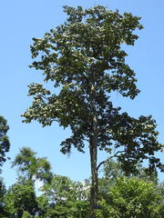 Pterospermum acerifolium