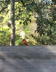 Cardinalis
