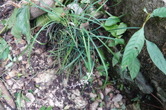 Liriope graminifolia