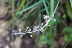Liriope graminifolia