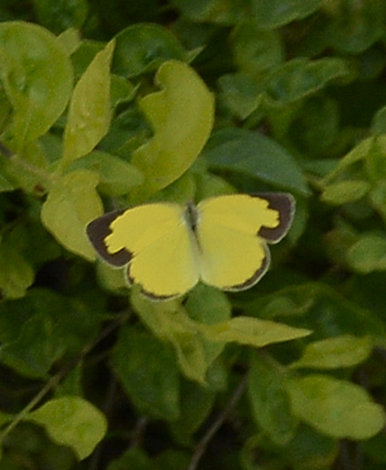 Small Grass Yellow