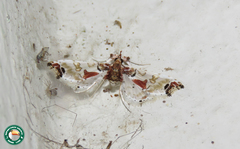 Neoleucinodes elegantalis