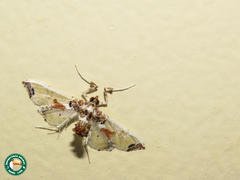 Neoleucinodes elegantalis