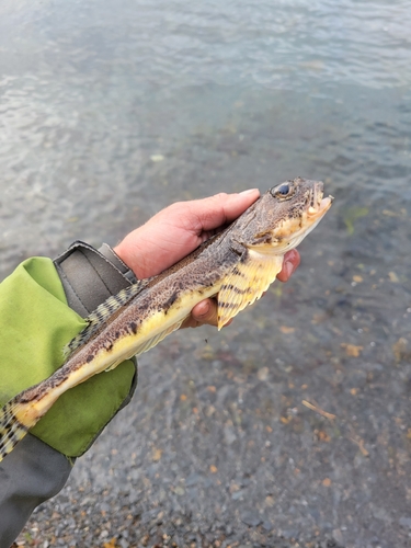 Armorhead sculpin (Gymnocanthus galeatus) — Cottidae — 2