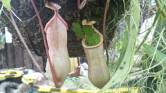 Nepenthaceae