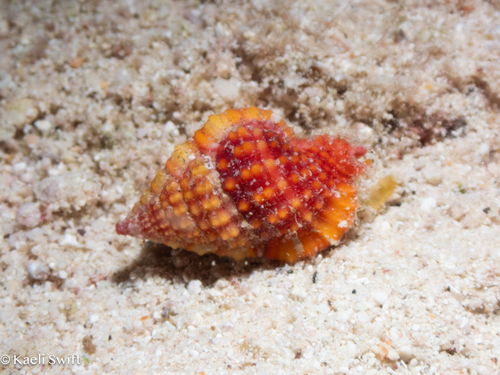 Gyrineum roseum observed 2025-06-29