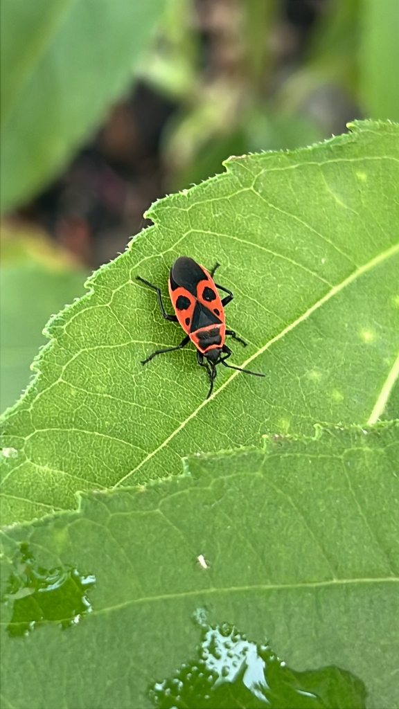 European Firebug