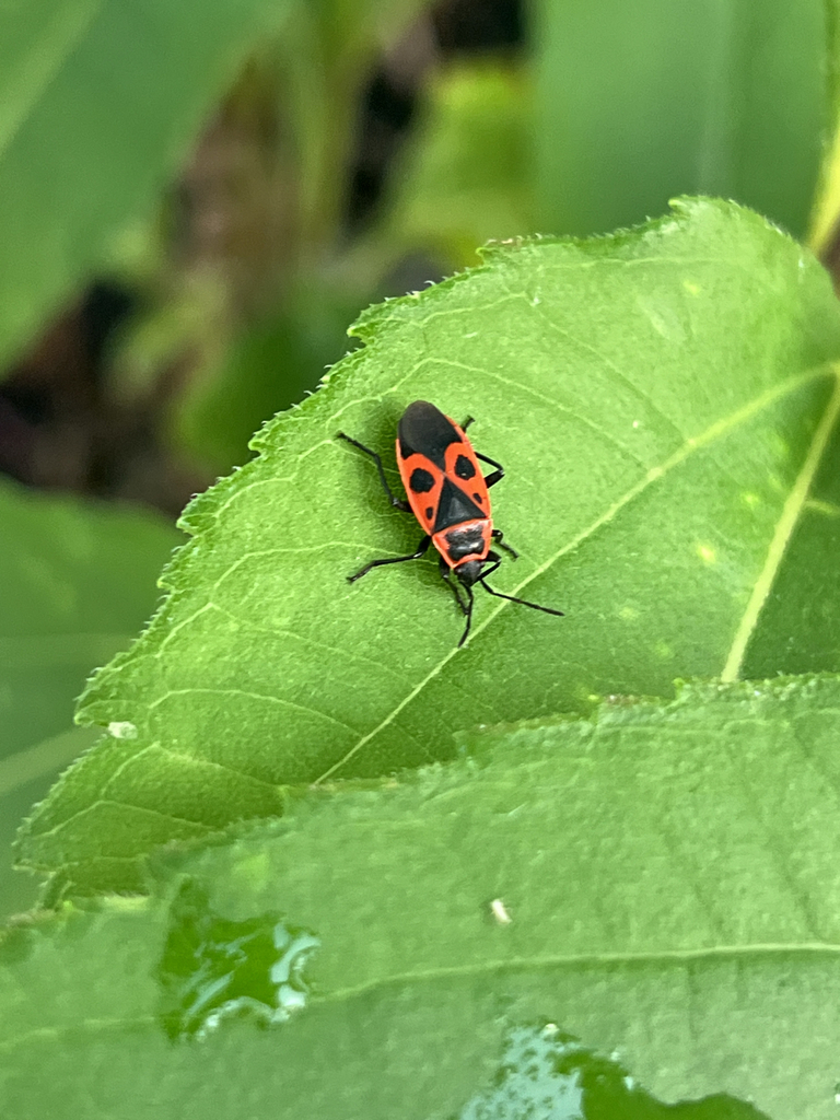 European Firebug