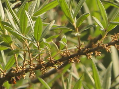 Hippophae salicifolia, photograph (c) Sagnik Dutta Roy, some rights reserved (CC BY)