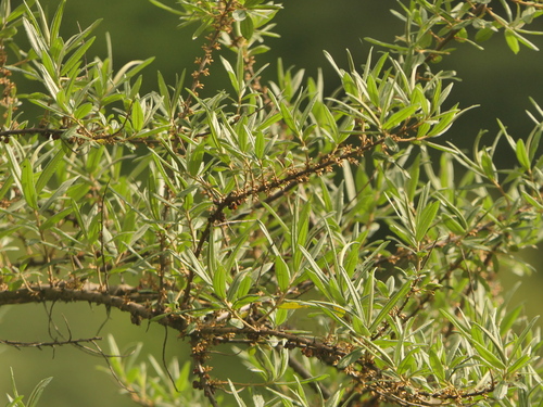 Willow-leaved sea buckthorn (Hippophae salicifolia)
