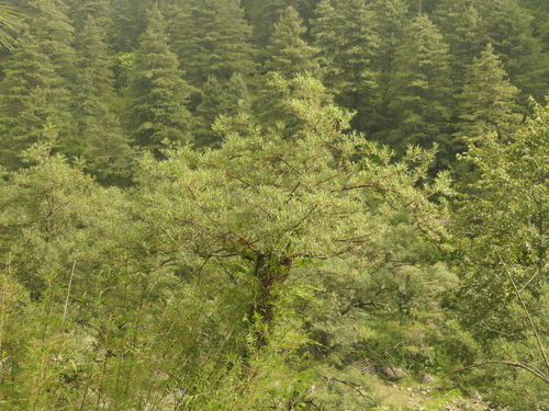 Hippophae salicifolia, photograph 1