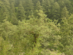 Hippophae salicifolia, photograph (c) Sagnik Dutta Roy, some rights reserved (CC BY)