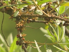 Hippophae salicifolia, photograph (c) Sagnik Dutta Roy, some rights reserved (CC BY)