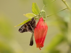Chioides