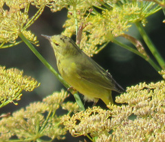 Leiothlypis celata lutescens
